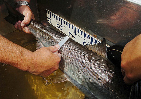 Someone is using a gray scraping tool to collect scales from the back of an Atlantic salmon, that is on a table in front of a measuring tool.