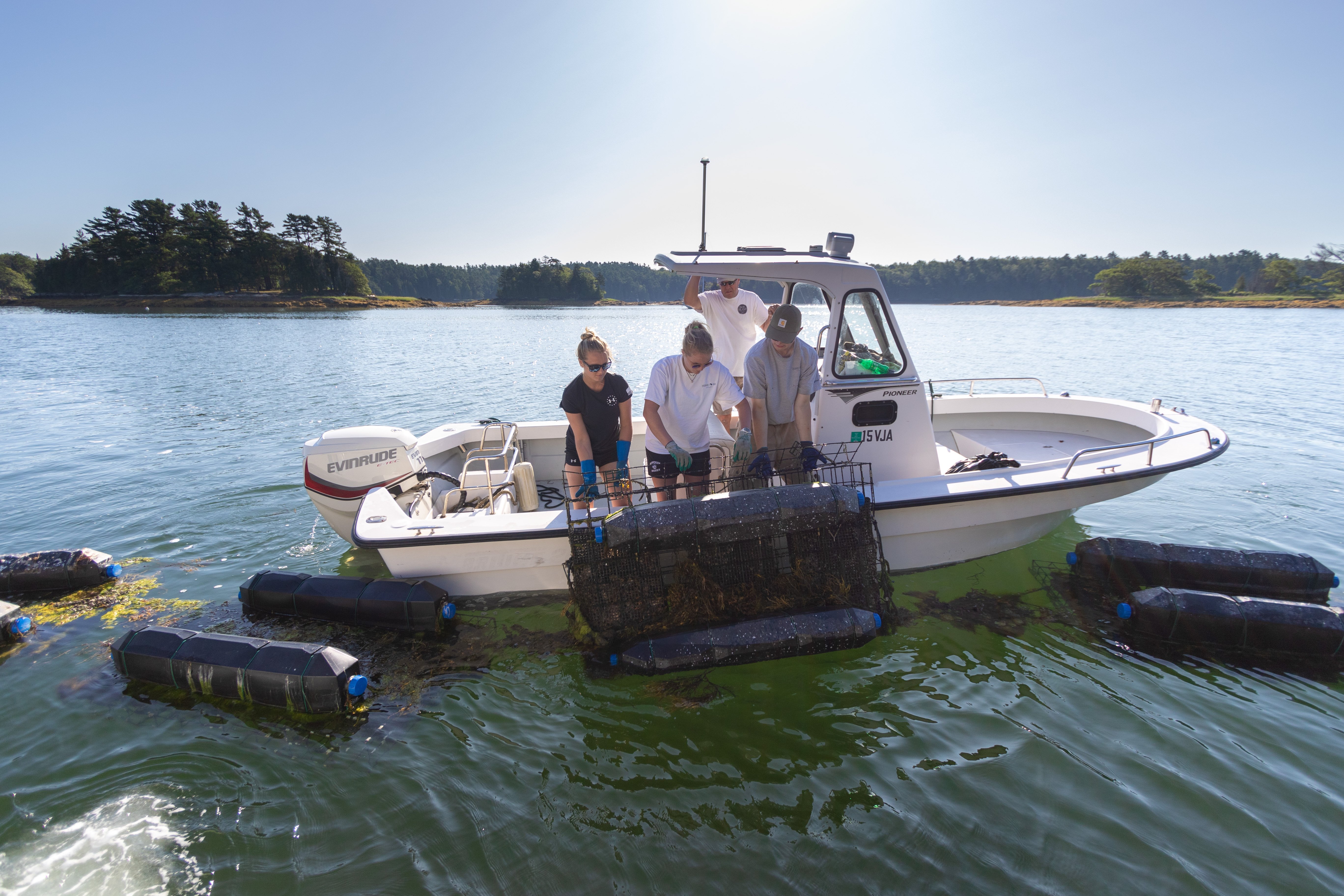 people leaning over the side of a boat hoisting an oyster cage