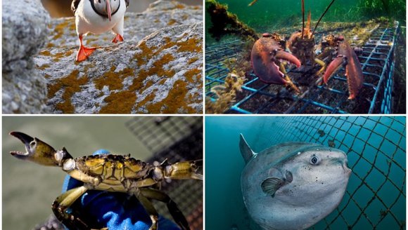 2021 was the Gulf of Maine’s warmest year on record, scientists report