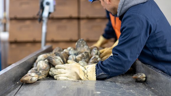 The NSF Seafood Engine in New England wins $15M U.S. National Science Foundation award to strengthen fisheries and aquaculture