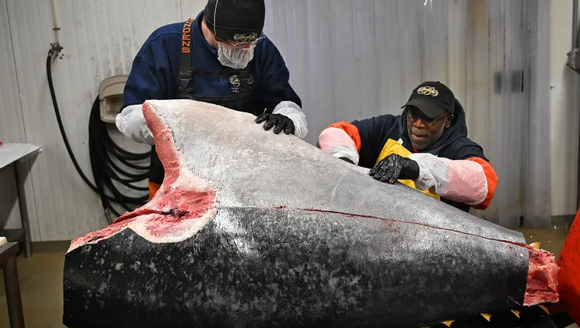 Maine’s local bluefin fishery is healthy and sustainable, experts say