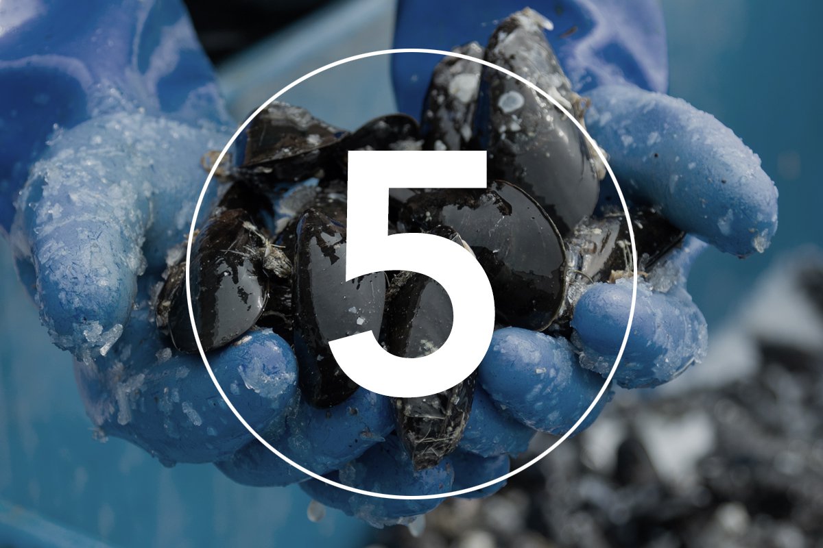 the number five displayed over a photo featuring blue gloves and mussels