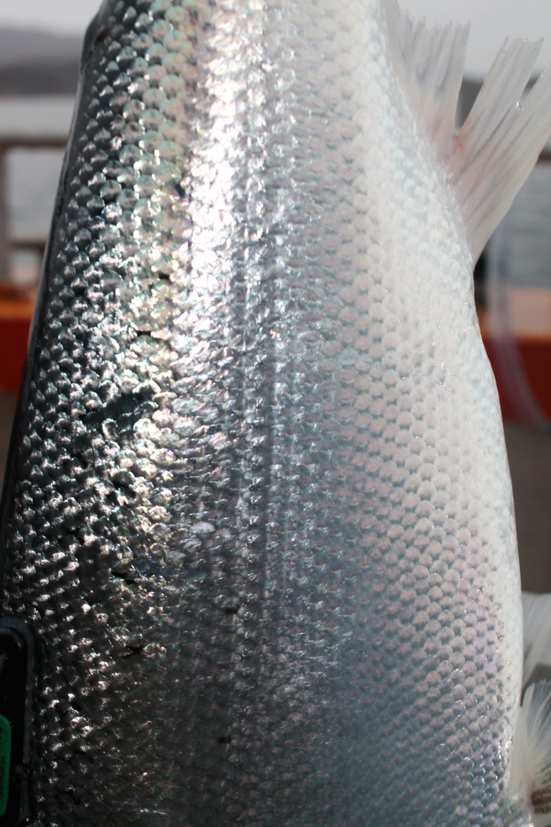 Searching for Clues in Salmon Scales - Gulf of Maine Research