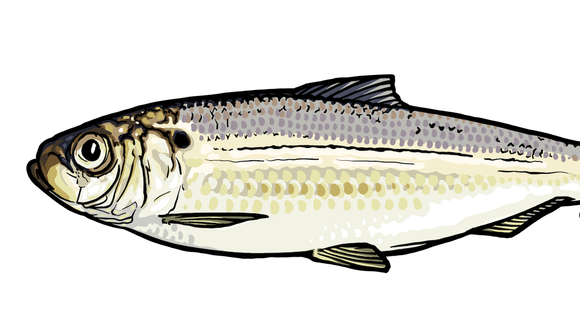 The Alewife Journey: A Conservation Success Story