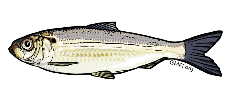 An illustration of an alewife.