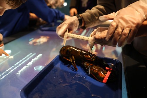 Students measure a lobster.