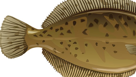 American Plaice Joins Responsibly Harvested List
