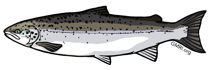 Atlantic salmon