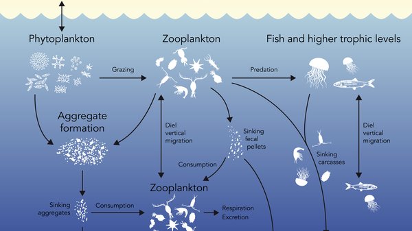 This depicts the biological carbon pump.