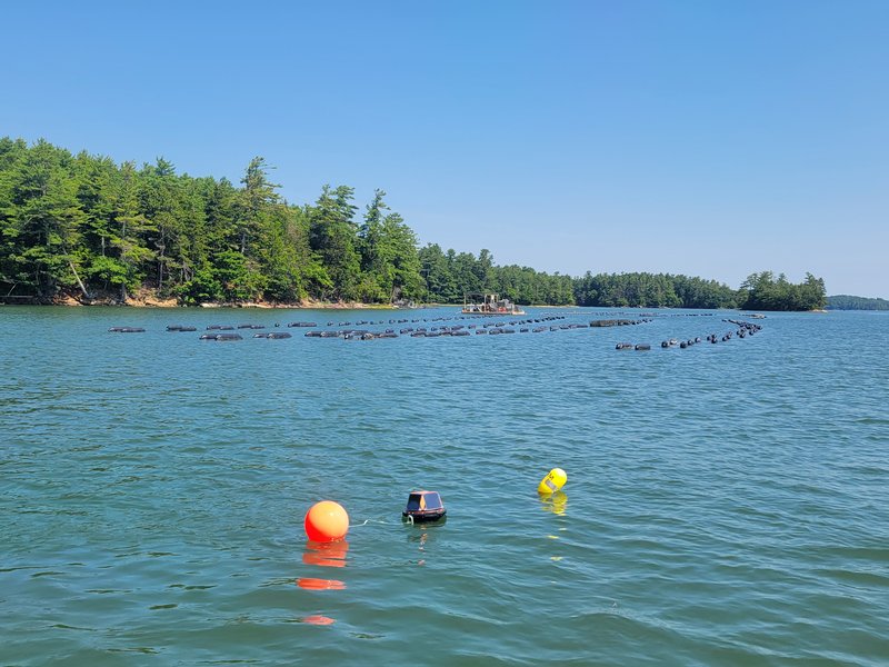 Bluesonde buoy by oyster farm