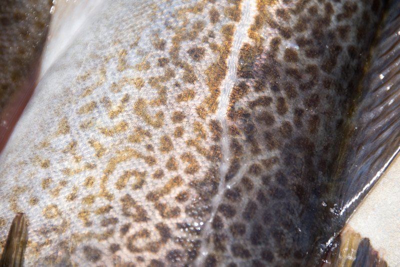 Detailed close-up of codfish skin showing its speckled pattern and lateral line structure.