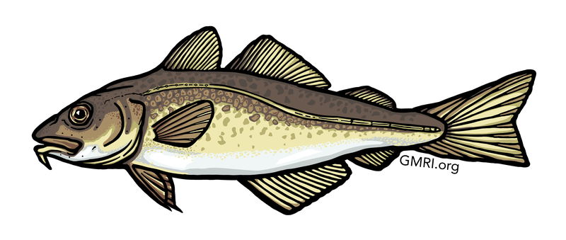 An illustration of a cod.