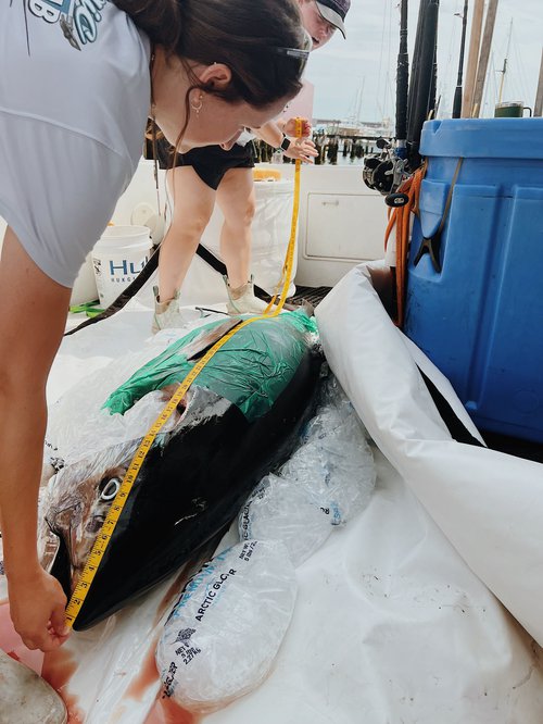 Two women are using yellow measuring tape to find the length of a tuna surrounded by bags of ice.