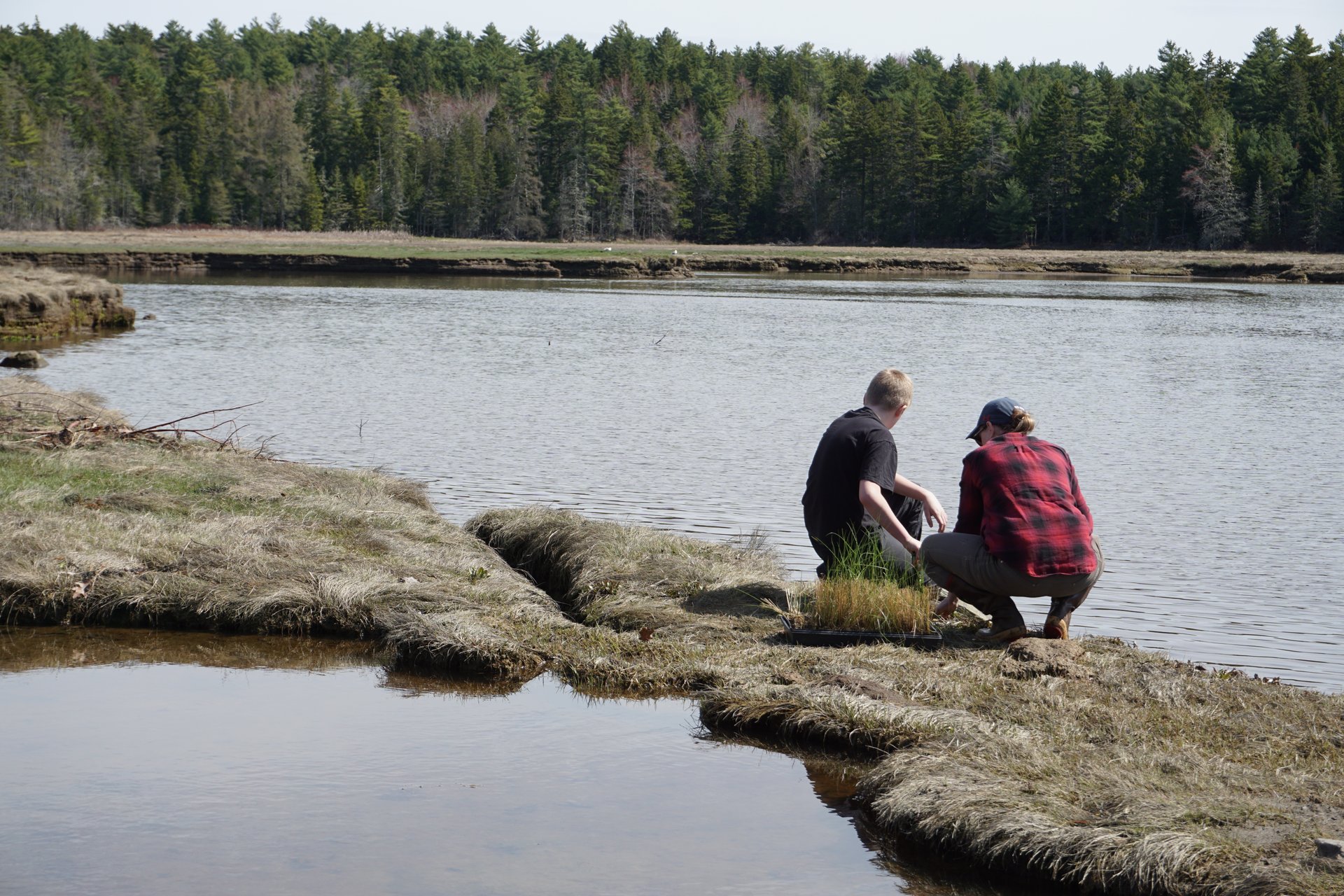 Community scientists planting marsh grass plugs.