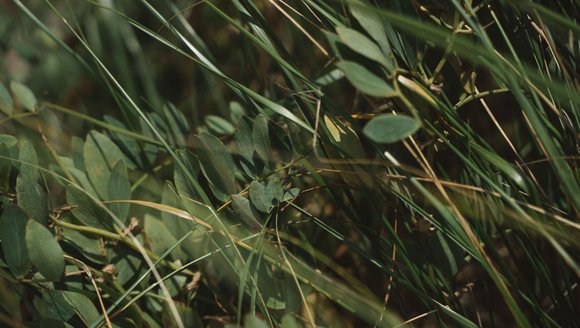 Climate Financing Program