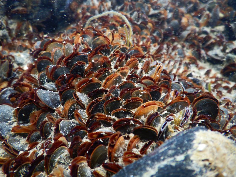 A cluster of mussels underwater, filtering the water for food.