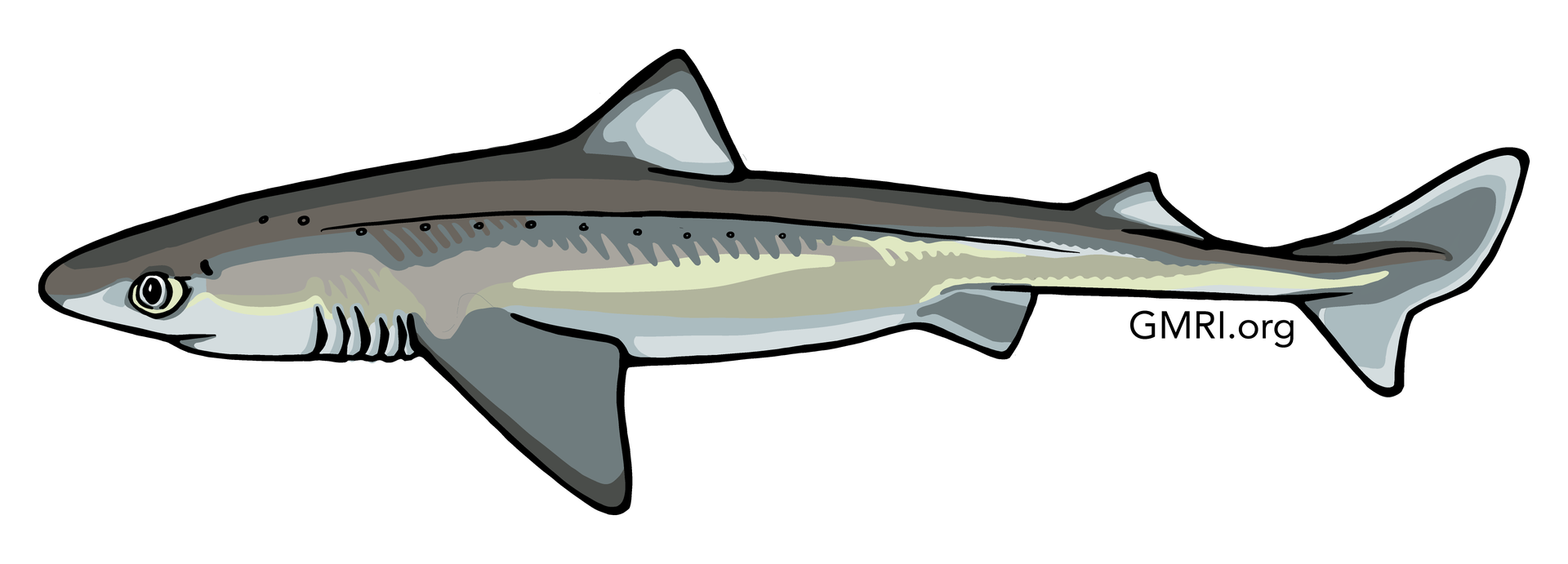 An illustration of a dogfish.