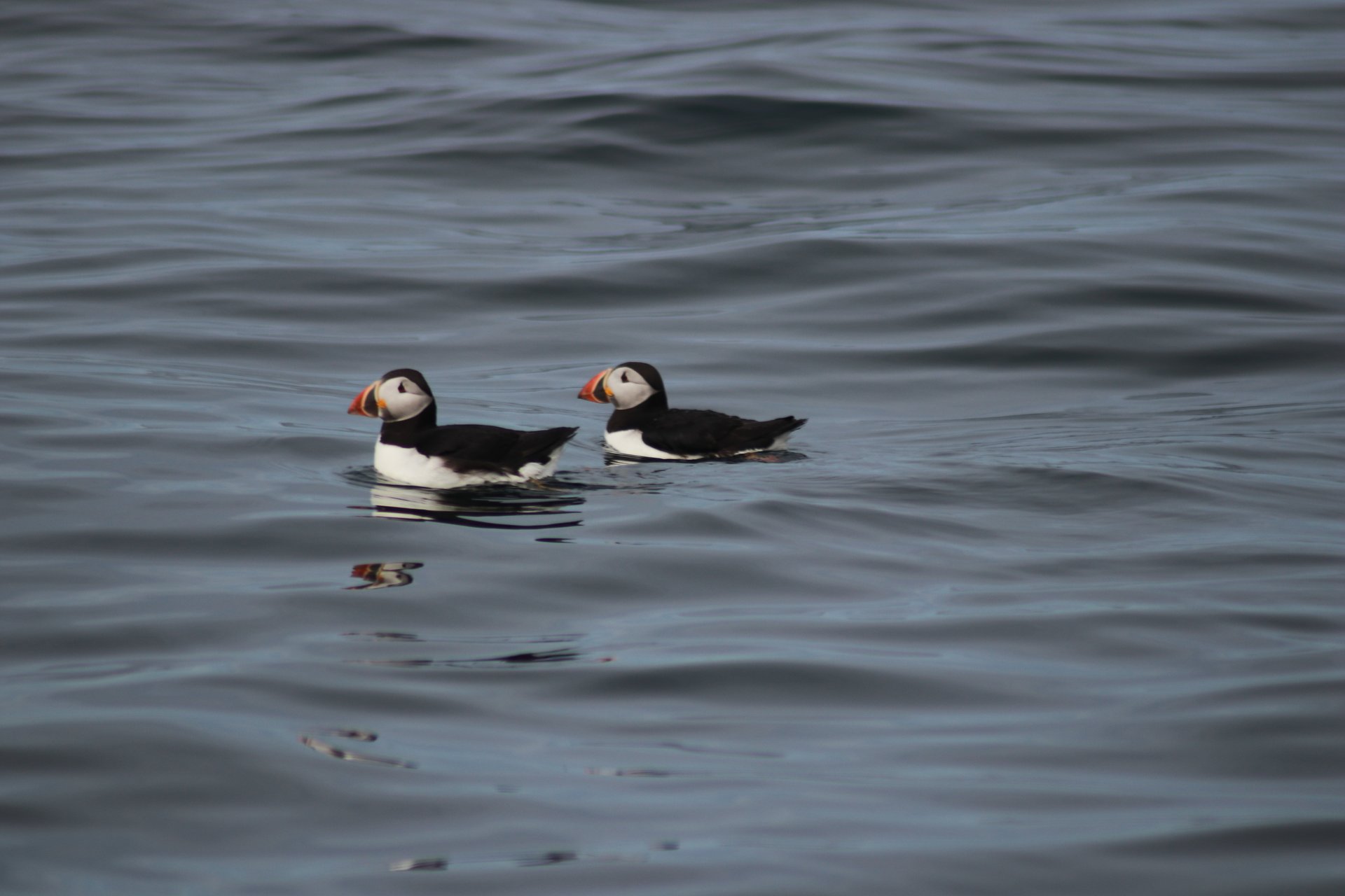 Atlantic Puffins near Egg Rock.