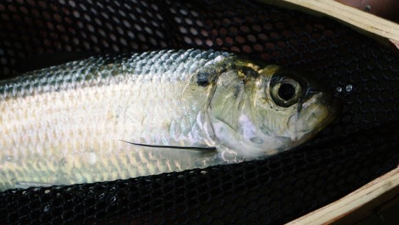 Gulf of Maine, Explained: Anadromous Fish