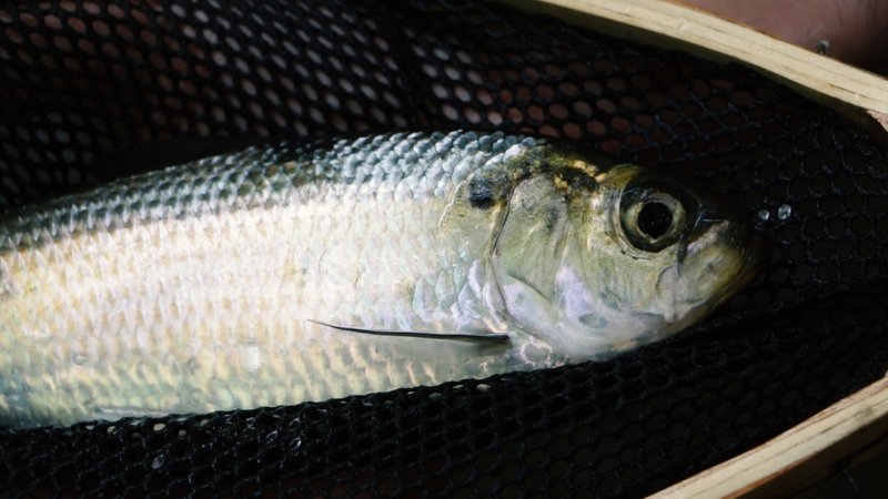 A closeup of an alewife with a big eye and silvery scales