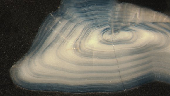 Gulf of Maine, Explained: Otoliths