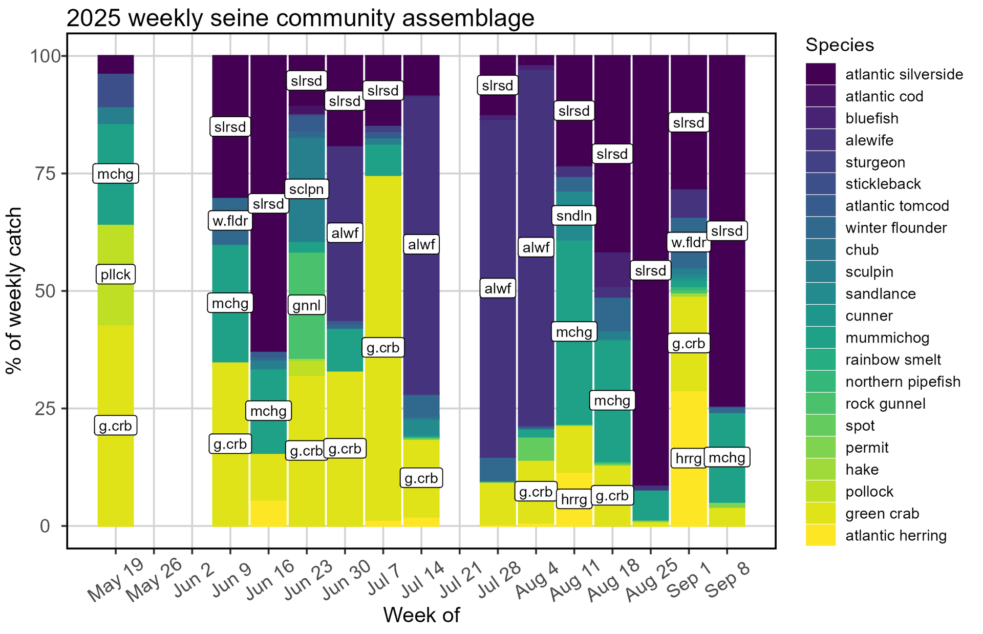 Figure 4. Time series of 2025 Casco Bay nearshore community assemblage, represented by the proportion of the weekly catch collected via beach seine.