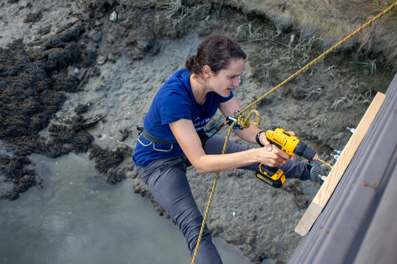 A researcher in a blue shirt is drilling a tide gauge into a wooden plank secured to a bridge.