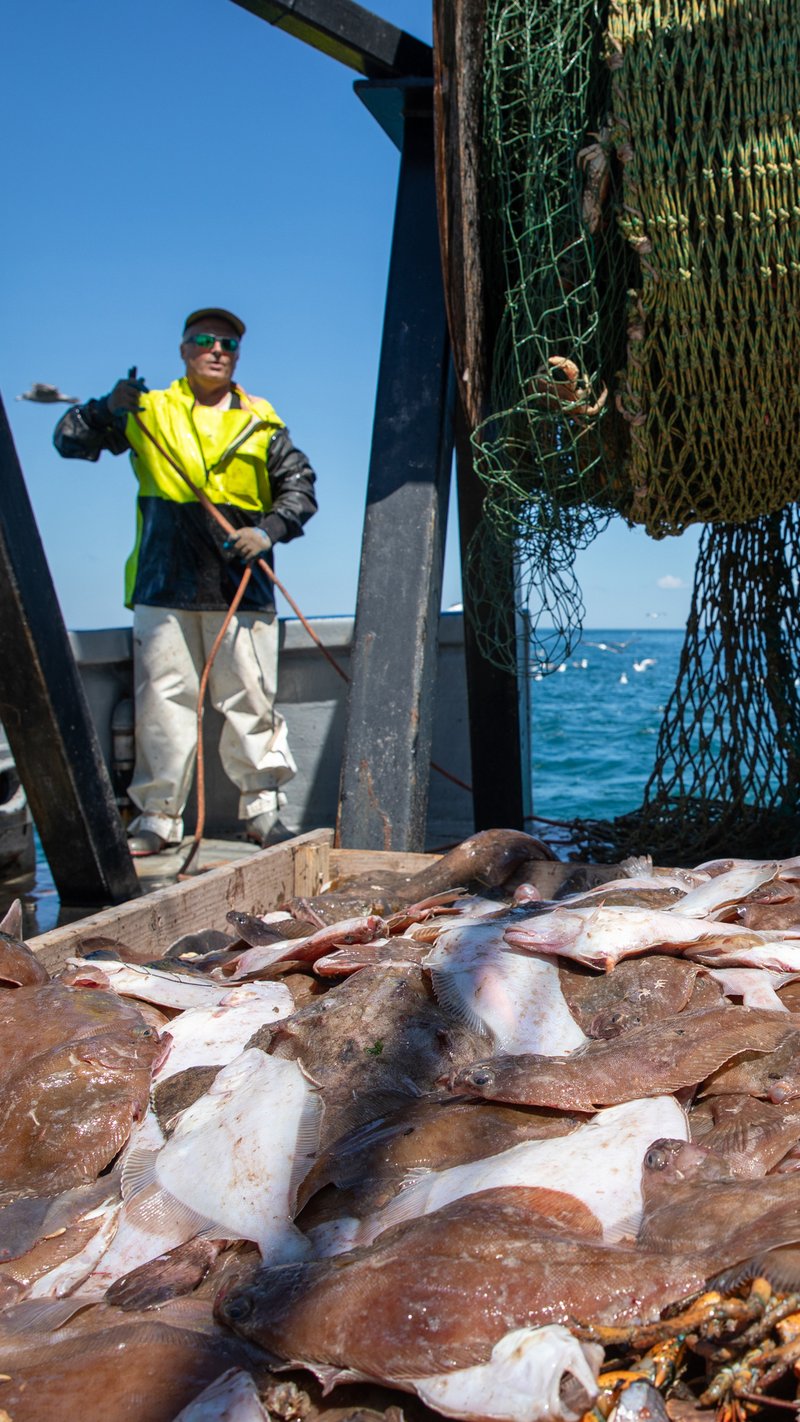 A fisherman, overlooking his catch laid out on the back deck of his trawling vessel.