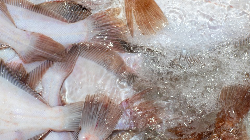 Adapting Fisheries & Seafood