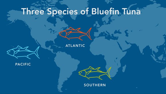 Gulf of Maine, Explained: Bluefin Tuna