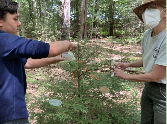 Colleen Teerling and a student investigating a small hemlock tree.