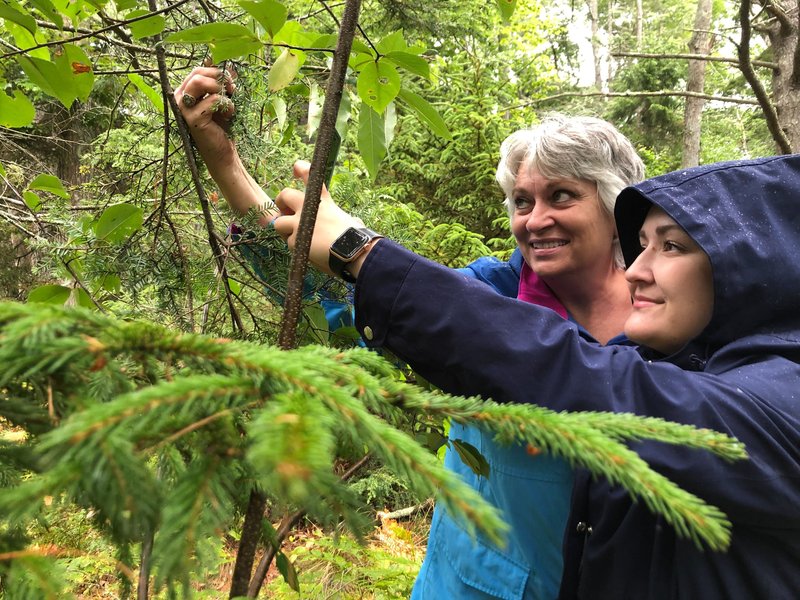 Two teachers are looking closely at a hemlock tree.