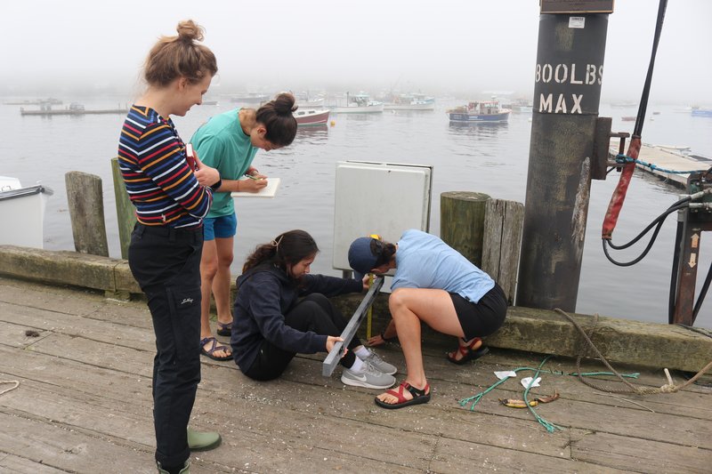 Four researchers gather elevation data on the town wharf in Tremont.