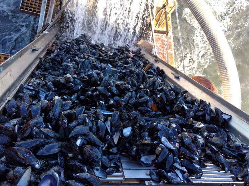 A large table is completely filled with blue mussels (which appear black) that have recently been caught by local fishermen.