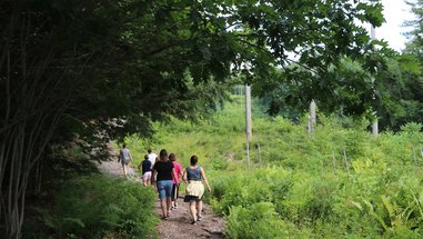 Teachers walk on a dirt trail towards hemlock trees in the sun.