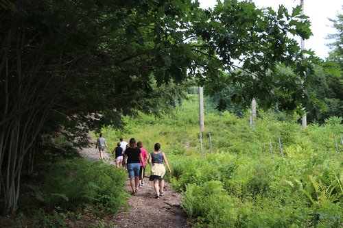 Teachers walk on a dirt trail towards hemlock trees in the sun.