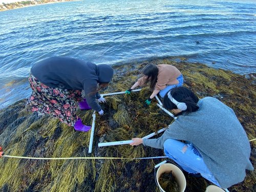 Intertidal crab community science at work.