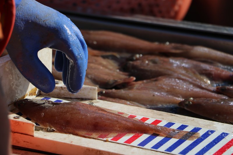 Fish being measured.