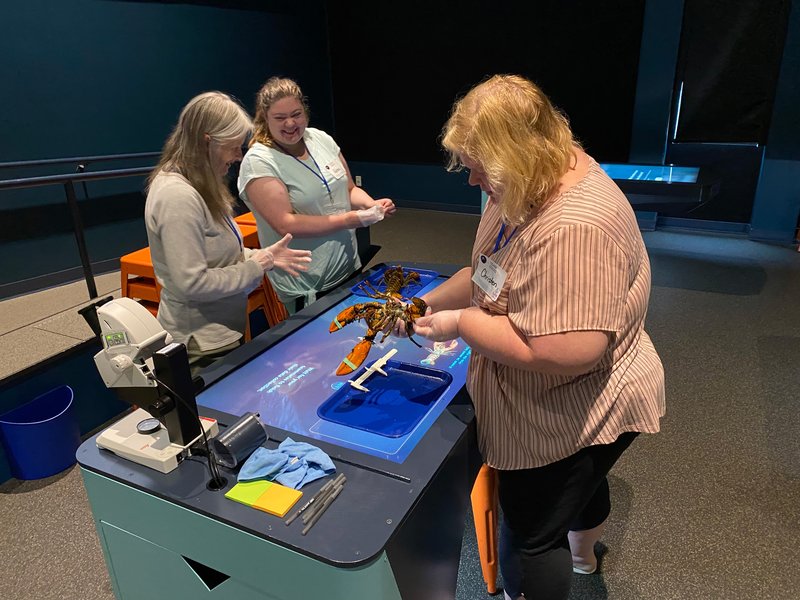 Three educators are gathered around an interactive touch table, and are handling live lobsters.