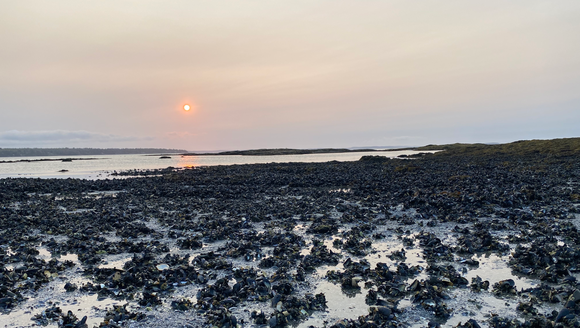 Signs of Hope in a Warming Gulf of Maine