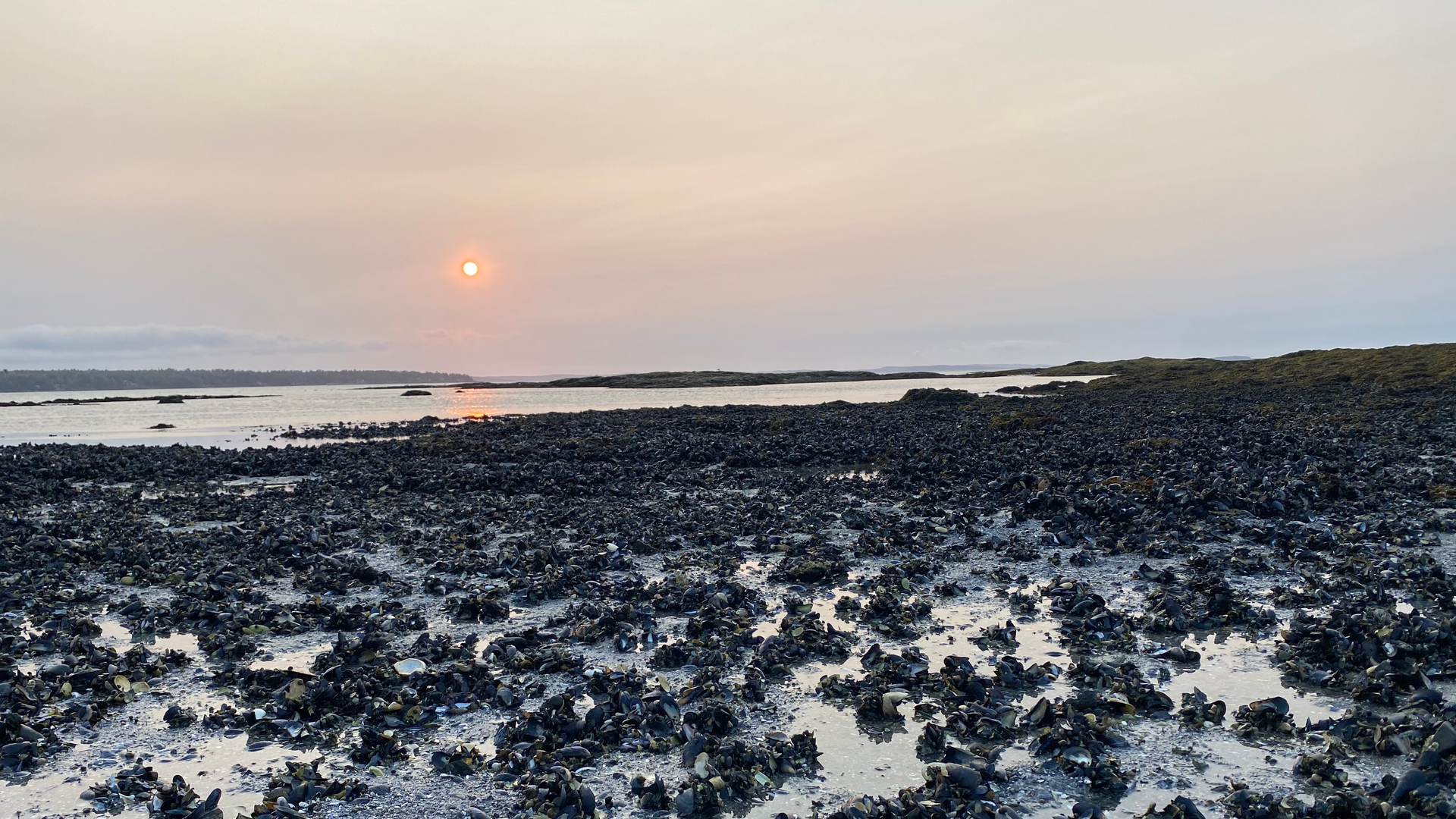mussel bed frenchman bay