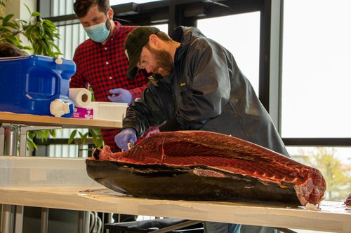 A man is dissecting a tuna carcass on a table.