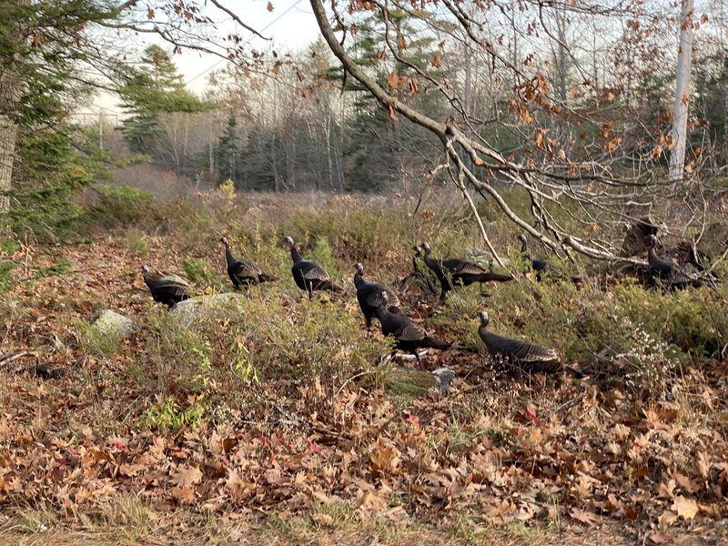 wild turkeys