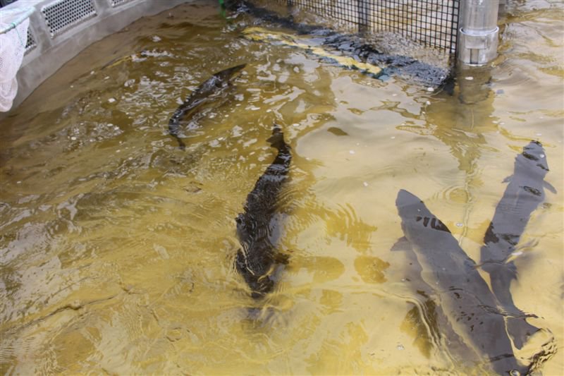 Atlantic salmon swim in shallow water in a tank.