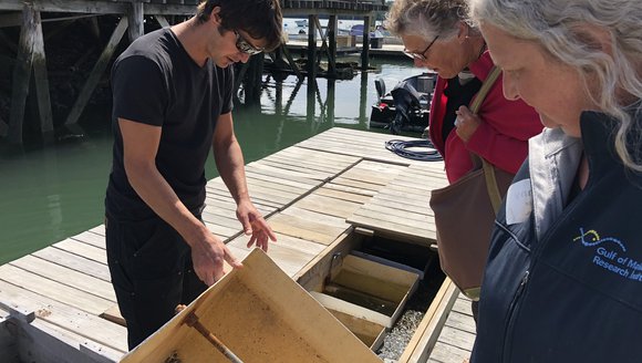 Two women listening to an Oyster Farmer showing them and telling them about young oysters called spat.