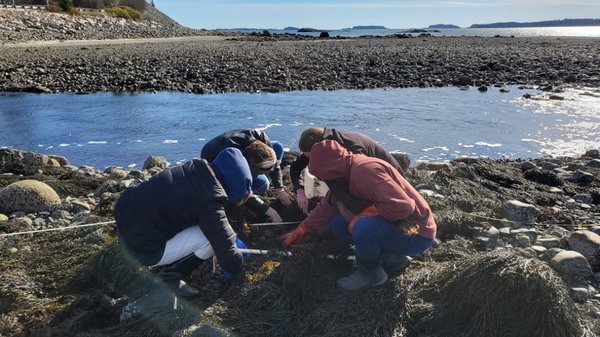 Students crouch down on the rocky shore searching for crabs.