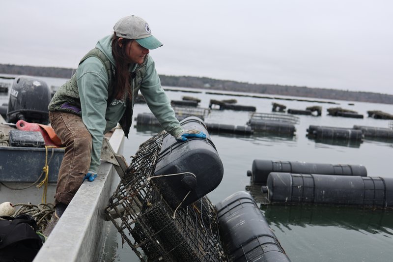 Kat Lipp flipping an oyster cage.
