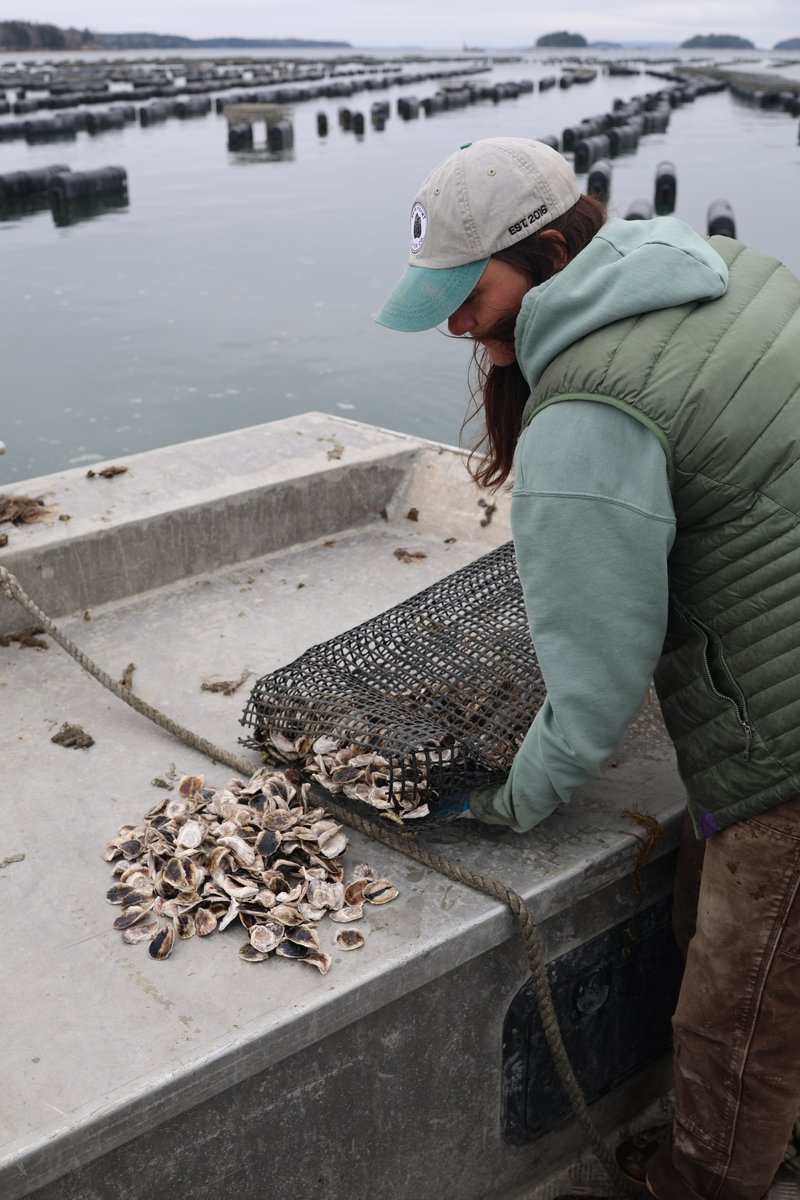 Kat Lipp checking an oyster cage.