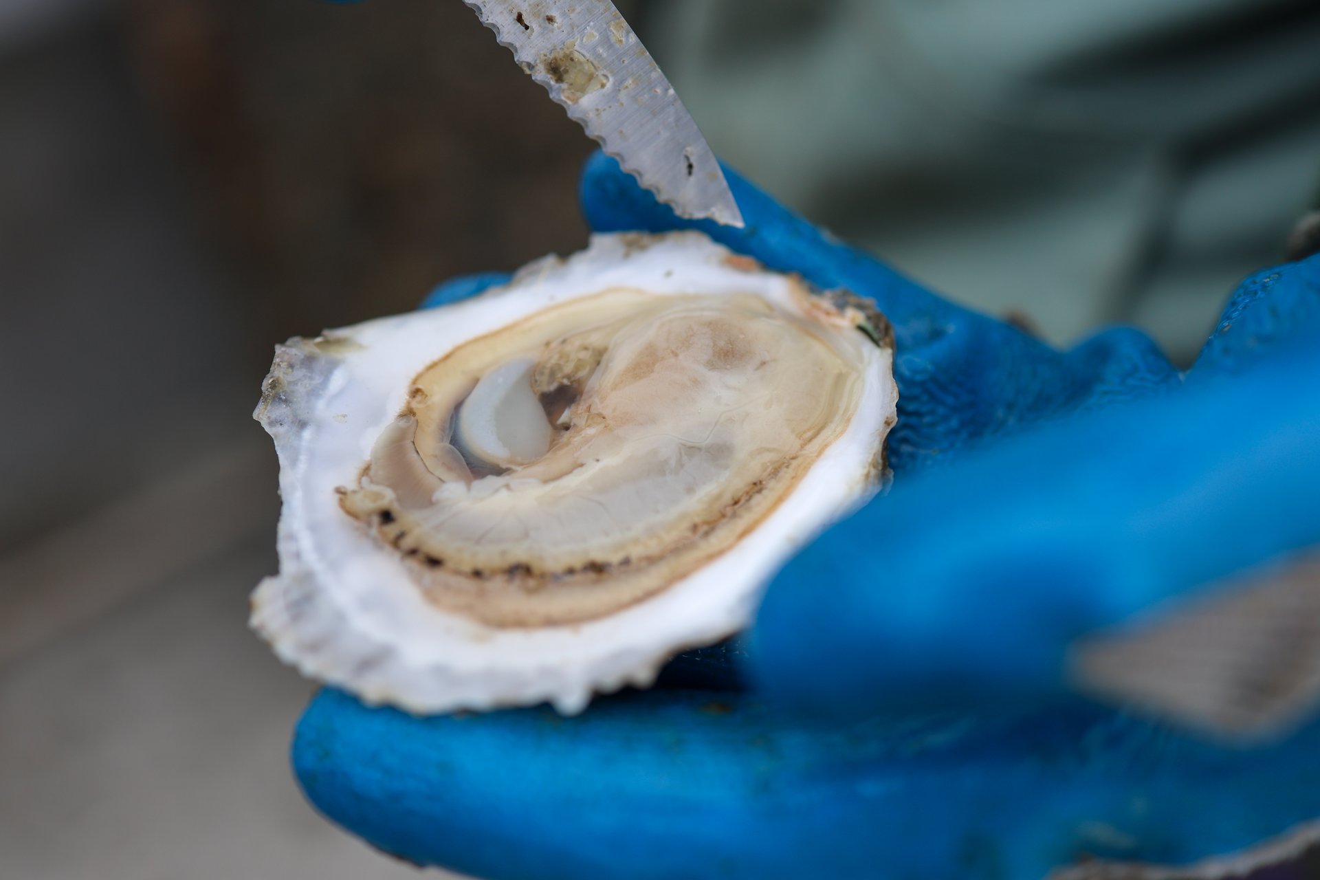 Oyster up close.