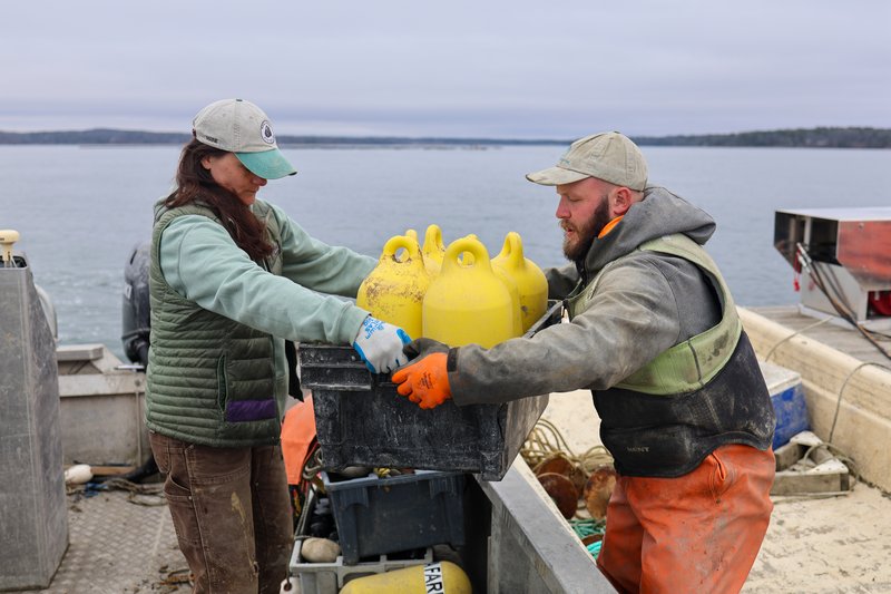 Oyster farming